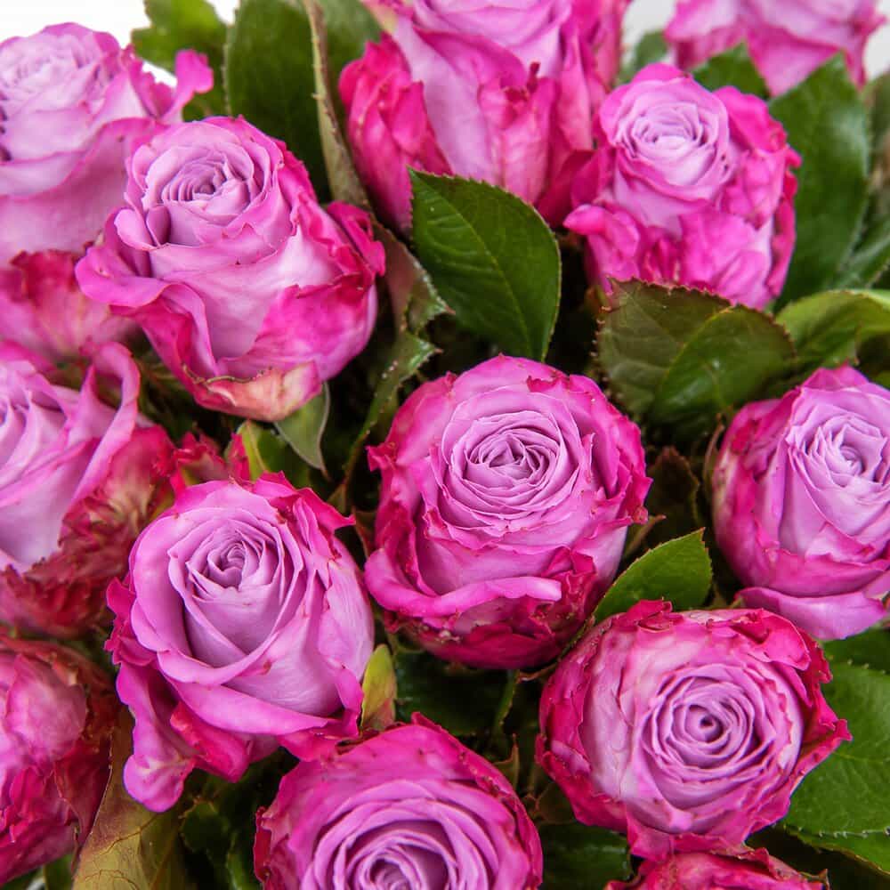 Jana – Rosenstrauß in Lila-Pink – Detailansicht 2