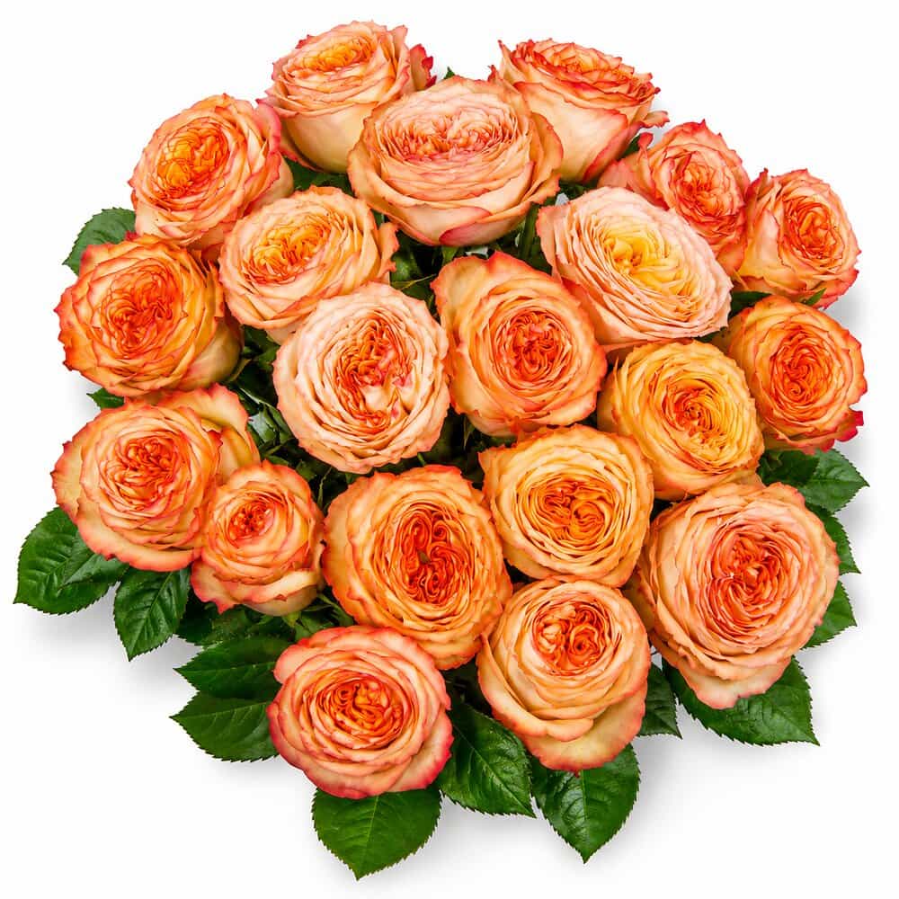 Jean – Gartenrosen in Apricot – Blumenstrauß vom Münchner Floristen