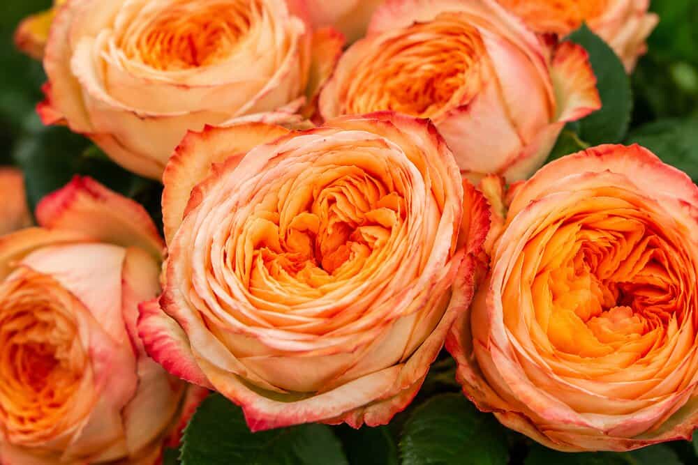 Jean – Gartenrosen in Apricot – Detailansicht 2