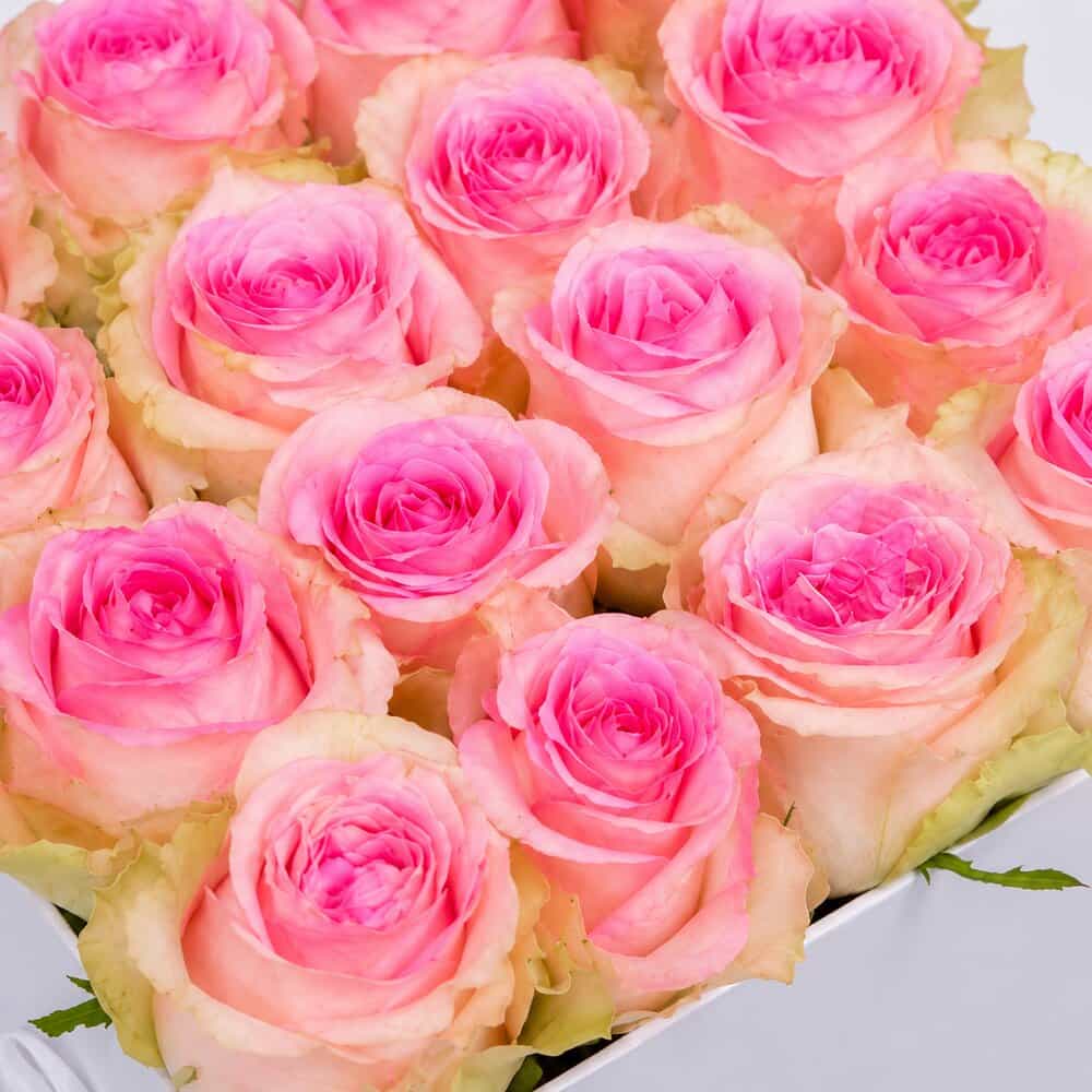 Mary – Flowerbox Rosen Lachs-Pink – Detailansicht 2