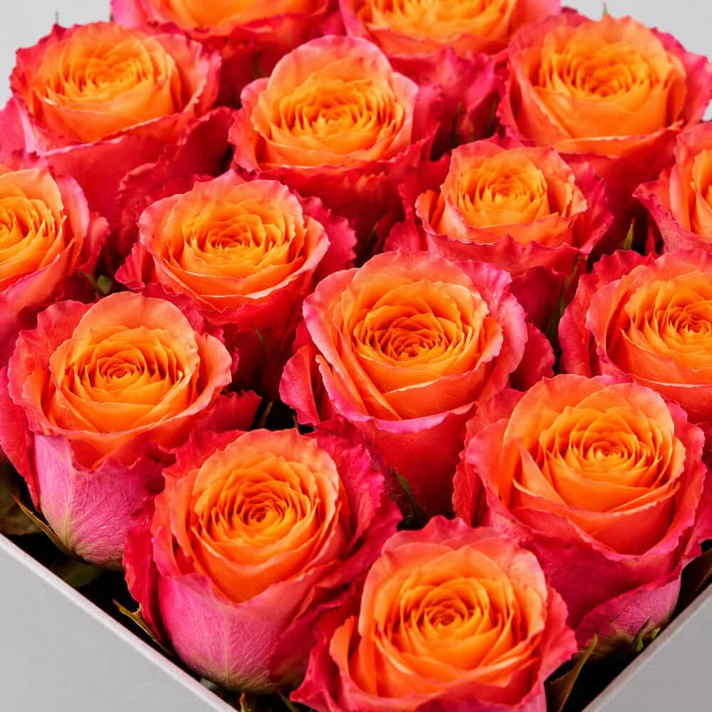 Mika – Flowerbox Rosen Orange-Pink – Detailansicht 2