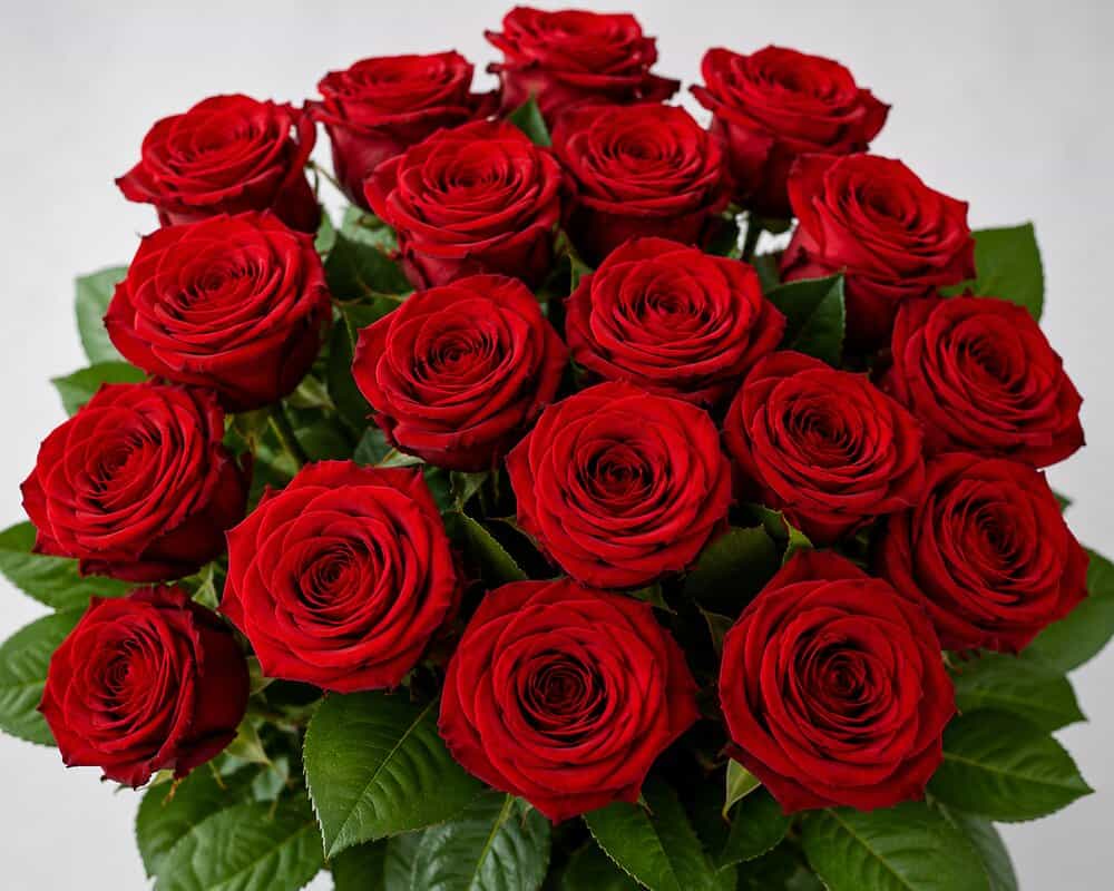 Nomi – Rote Rosen klassisch – Detailansicht 2