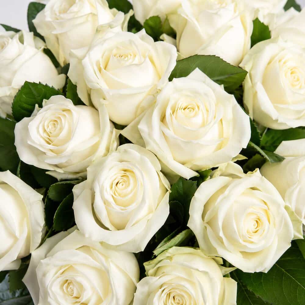 Nora – Weiße Rosen – Detailansicht 2