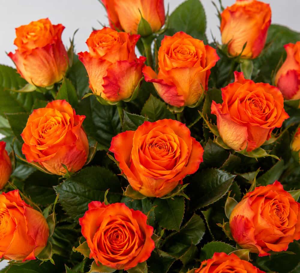 Nova – Rosenstrauß in Orange & Rot – Detailansicht 2