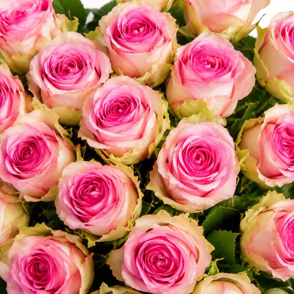 Nuri – Sprayrosen in Rosa – Detailansicht 2