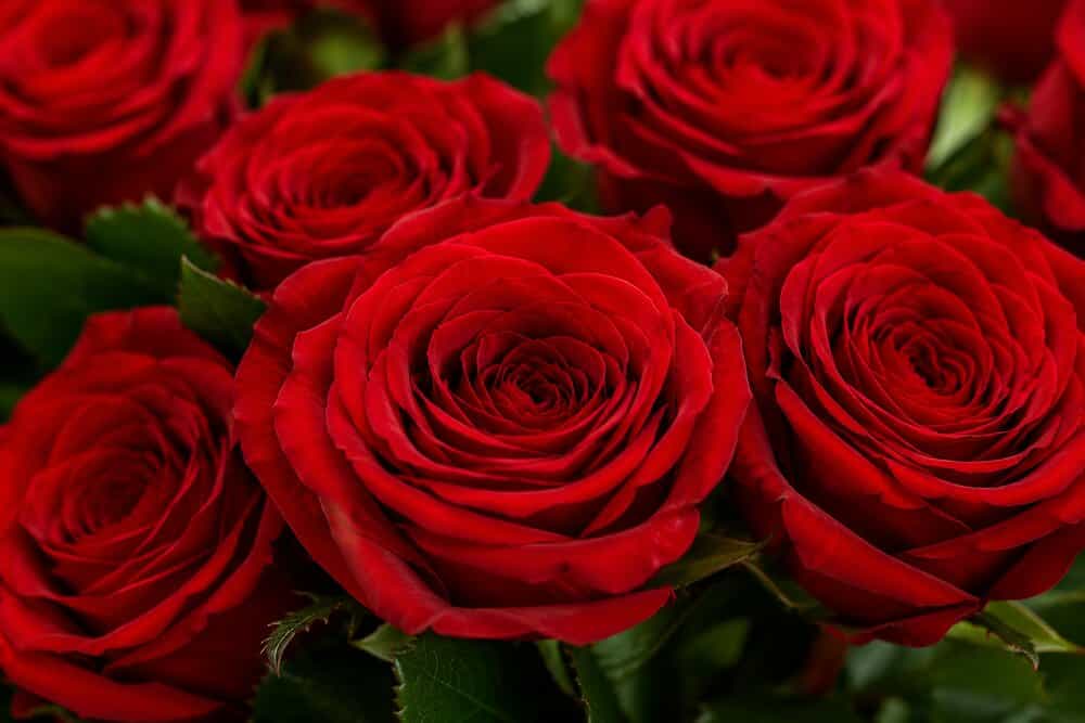 Rosa – Flowerbox Rote Rosen – Detailansicht 2