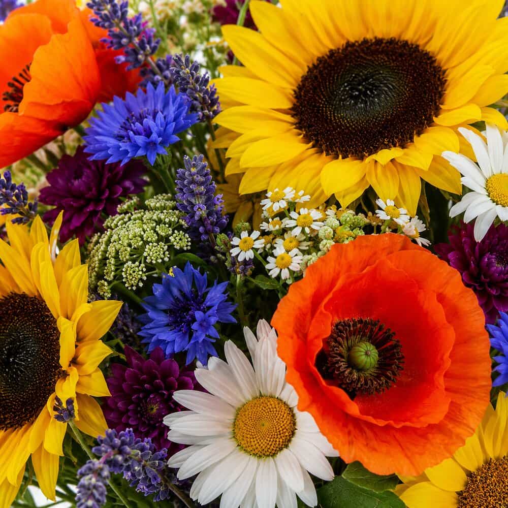 Leni - Sommerwiese mit Mohn & Kornblumen – Detailansicht 2