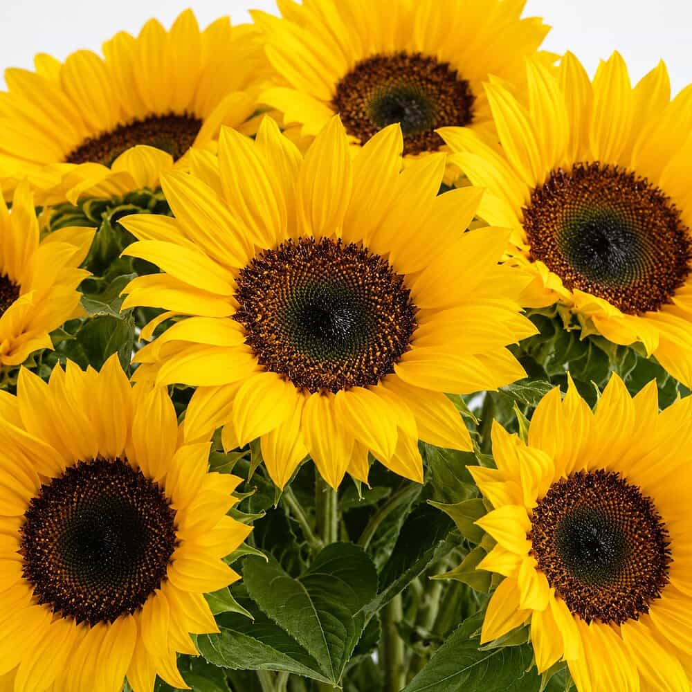 Thea - Purer Sonnenblumenstrauß – Detailansicht 2