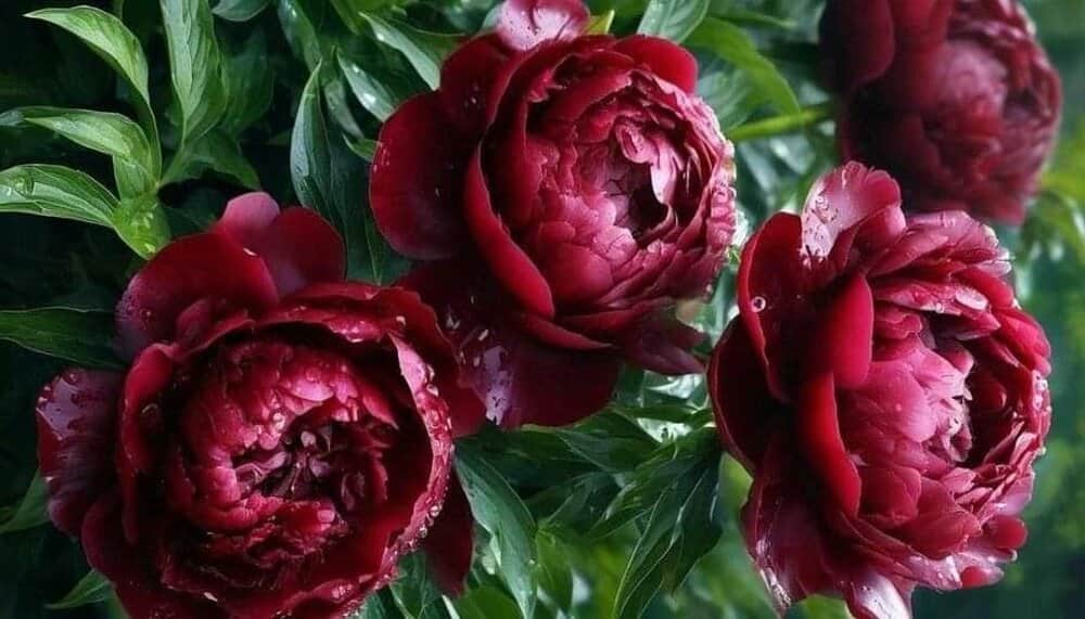 Saisonale Sträuße entdecken → - Bunte saisonale Blumensträuße München