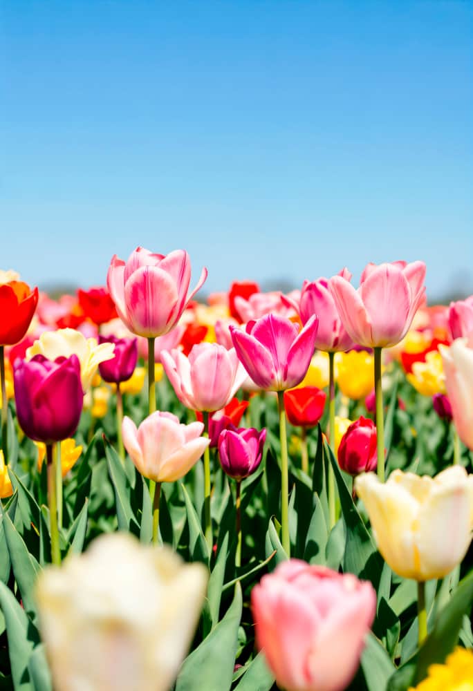 Bunte saisonale Blumensträuße