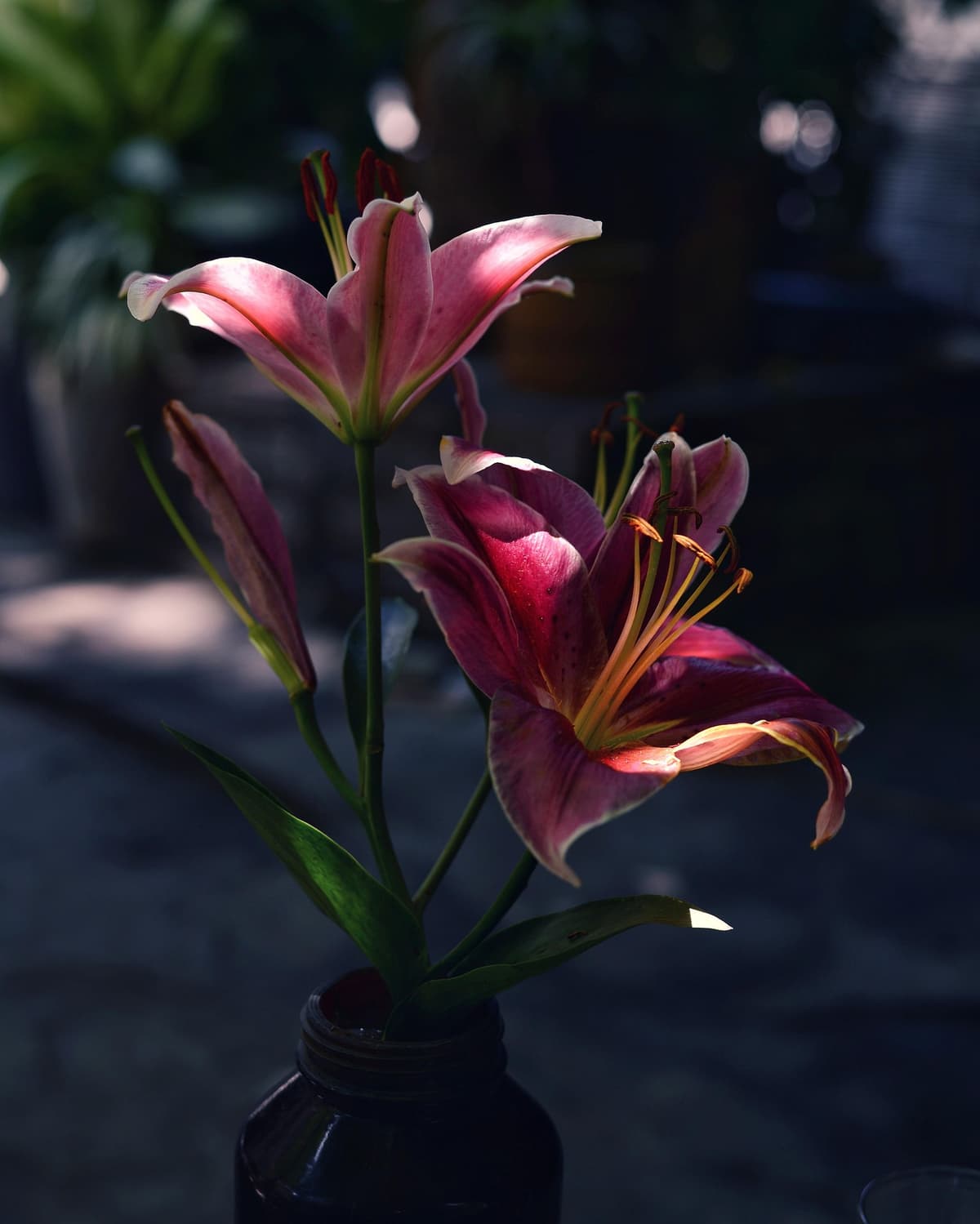Lilien pflegen - Pflegetipps vom Floristen
