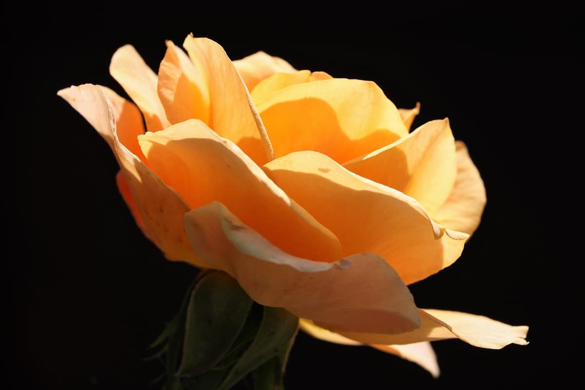 Rosen pflegen - Pflegetipps vom Floristen