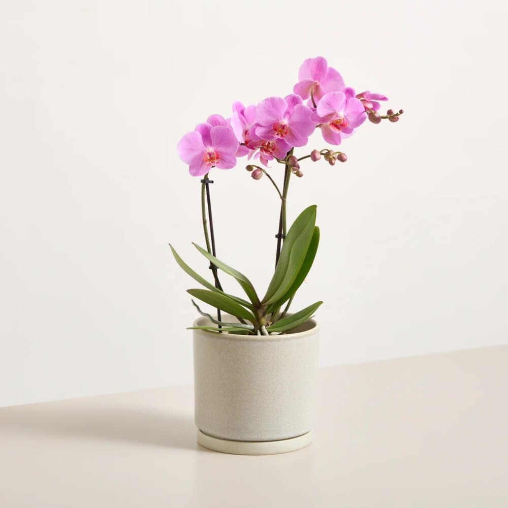 Orchideen – Blumenstrauß vom Münchner Floristen