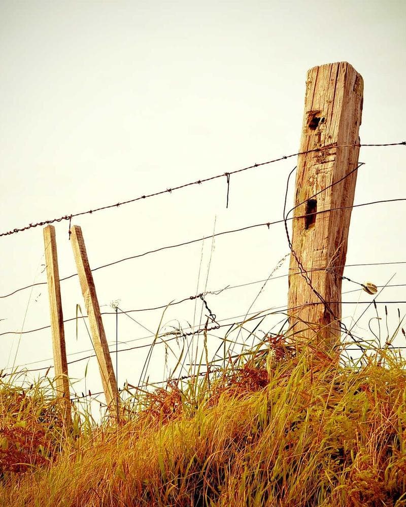 Rosensträuße entdecken →