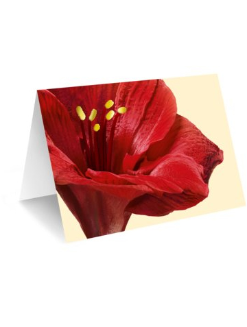 Blumen verschicken online karte amarylis