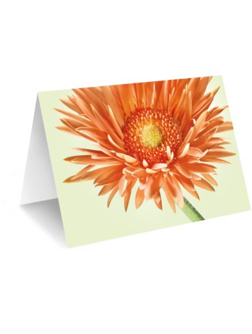 Blumen verschicken online Karte gerbera